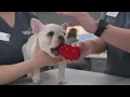 Veterinary Medicine It takes all of our hands