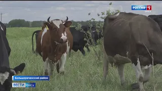Фермер из Большереченского района возрождает мясомолочное производство