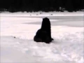 Awesome Wolf Howling Compilation
