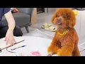 Download Lagu 毛毛是个两面派 #We have lovely pets at home
