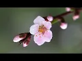 Download Lagu Patricia | Relaxing Piano Music | Background Music for Stress Relief, Relax \u0026 Study
