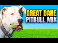 Great Dane Pitbull Mix An Under Rated Perfect Family Pet