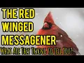 THE RED CARDINAL SPIRITUAL MEANING