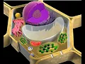 Single and multicellular organisms