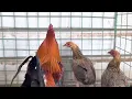 Download Lagu Livestrong Farms - Raptor Sweater Broodstag and Gilmore Hatch Pullets