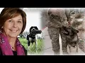 Interview with a dog team who searched for Nancy Guthrie My insights as a dog trainer