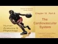 Anatomy and Physiology Chapter 18 Part A lecture The Cardiovascular System