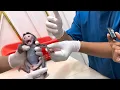 Download Lagu The little monkey Robin's wounds and broken fingers were re-examined by the doctor