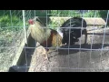 GAMEFOWL CHICKEN FARM GAME COCK ROOSTERS FOR SALE EDIT SOLD OUT
