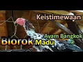Download Lagu Keistimewaan ayam bangkok blorok madu