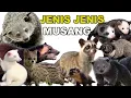 Download Lagu JENIS JENIS MUSANG DAN HARGANYA