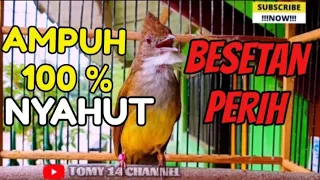 pancingan pagi siang malam cucak jenggot gacor manggil lawan jenggot bahan cepat bunyi gacor