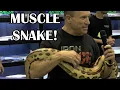 MASSIVELY THICK BLOOD PYTHONS at DAYTONA BREEDERS EXPO PART 2