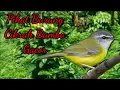 Download Lagu Pikat Burung Cikrak Bambu 100% ampuh