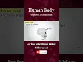 Human Body