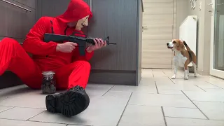 The Best Beagle Dogs Compilation: Funny and Adorable!