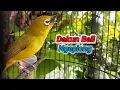 Download Lagu Suara Pleci Dakun Bali NGALAS Ngeplong
