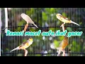 Download Lagu Pancingan 4 Kenari Gacor Ngerol Panjang Speed Rapat Ampuh Untuk Masteran Kenari Paud Belajar Bunyi