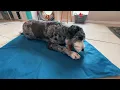 Dog Cooling Mat Large Pressure Activated Pet Cooling