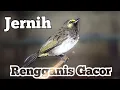 Download Lagu Karo Suara Burung, Suara Burung Rengganis Gacor, Pancingan Ampuh Buat Cucak Wilis