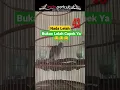 Download Lagu Perkutut Bangkok Nada Lelah 17 Maret 2023 #shorts #perkututbangkok