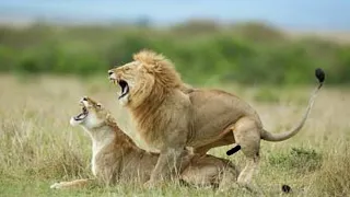 شاهد ماذا تفعل اللبؤة عند الجماع مع الأسد 