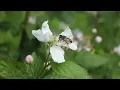 Wild Bee Stock Footage - hive