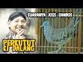 Download Lagu SUARA PERKUTUT LOKAL KI DALANG AMPUH
