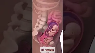 مراحل نمو وتشكل الجنين داخل بطن أمه  مراحل نمو وتشكل الجنين داخل بطن أمه