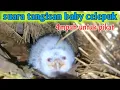 Download Lagu suara tangisan baby celepuk 4mpuh untuk pikat celepuk liar..3 menit langsung berdatangan.
