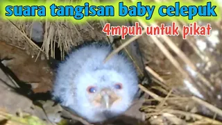 Download suara tangisan baby celepuk 4mpuh untuk pikat celepuk liar..3 menit langsung berdatangan. MP3