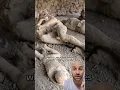 Download Lagu The Truth about #Pompeii Statues #italy #history