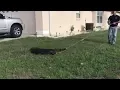 8 5 Foot Alligator Hiding Out Under Car Gets Wrangled From Neighborhood