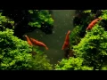 Akwarium Creek of Greenness - Piotrek Poziomek