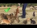 Download Lagu Training Bunnies on Rabbit Island