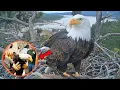 How Jackie the Eagle Died Big Bear Eagle Cause of Death Explained