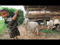 Lagu Yuk Kasih Makan Domba Garut, Gendong Rumput Bikin Gemas ~ Feeding Fun Sheep