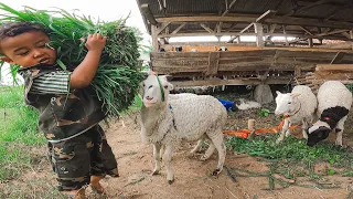 yuk kasih makan domba garut gendong rumput bikin gemas feeding fun sheep