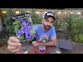 Variety Spotlight: Butterfly Pea Flower (Clitoria Ternatea)