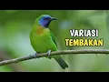 Download Lagu MASTERAN CUCAK KINOI FULL TEMBAKAN VARIASI