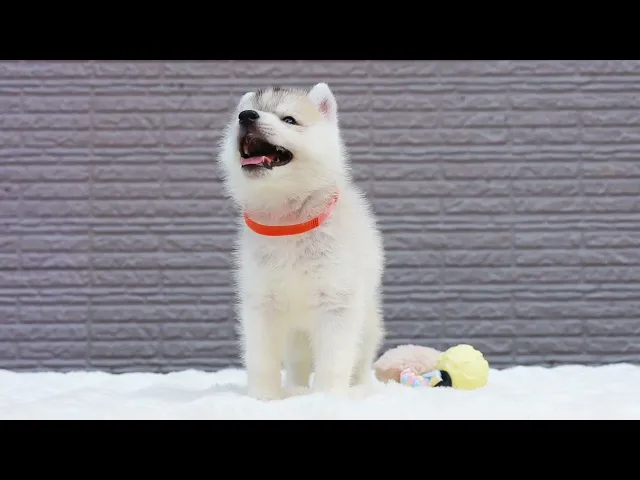 動画