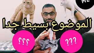 علاج إلتهاب العين عند القطط دندنها