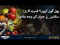 Why Are Fruits Round The Science Behind Nature s Design Hingol News