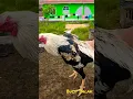 Download Lagu Kokokan Ayam Bangkok Jalak | Bulu Jalak | wido #ayambangkok #ayam #jalak