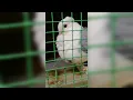 Download Lagu Mughi Bird Dove #shorts