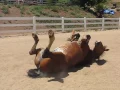 Download Lagu Horse Passing Gas