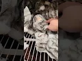Ikea Cat LILLEPLUTT