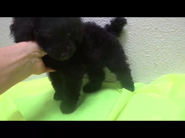 動画