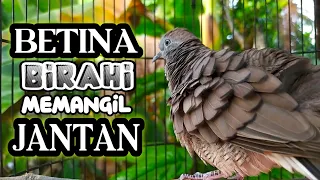 Download Suara Perkutut LOKAL BETINA BIRAHI Memanggil Jantan MP3