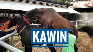 Download PROSES KAWIN SILANG KUDA PACU DENGAN KUDA THOROUGHBRED || BERKAH STUD \u0026 RACING STABLE || BUKITTINGGI MP3